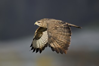 Common buzzard (Buteo buteo), in flight, Switzerland, Europe