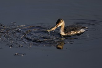 Slavonian grebe (Podiceps auritus), adult, in a white plumage, winter plumage, swimming with a fish
