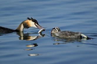 Great Crested Grebe (Podiceps Scalloped ribbonfish), feeding a chick with a feather, swimming in