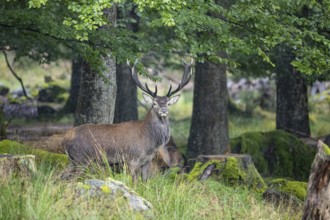 Red deer (Cervus elaphus) Rutting behaviour captive Germany