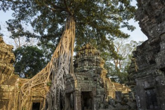 Ta Prohm, Angkor Wat, Angkor, UNESCO World Heritage Site, Siem Reap, Cambodia, Indochina, Southeast