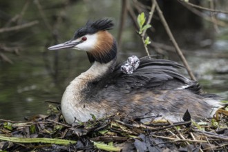 Great Crested Grebe (Podiceps Scalloped ribbonfish) with juveniles), Emsland, Lower Saxony,