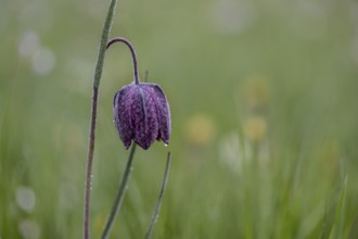 Snake's Head Fritillary (Fritillaria meleagris), Lower Saxony, Germany, Europe