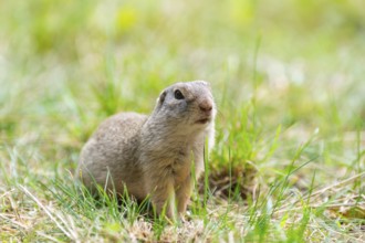European ground squirrel (Spermophilus citellus) on a meadwo, Bavaria, Germany, Europe
