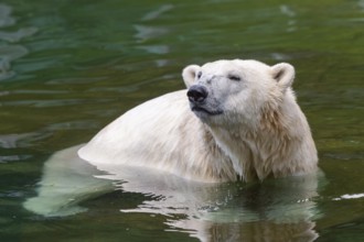 Polar bear (Ursus maritimus) swimming in the water, captive, Germany, Europe