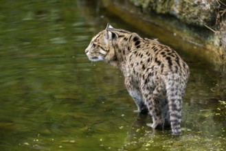 Fishing cat (Prionailurus viverrinus) standing on the water edge looking for fish, Germany, Europe