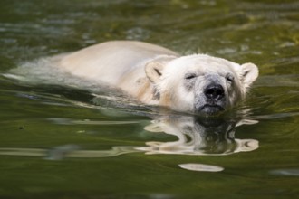 Polar bear (Ursus maritimus) swimming in the water, captive, Germany, Europe