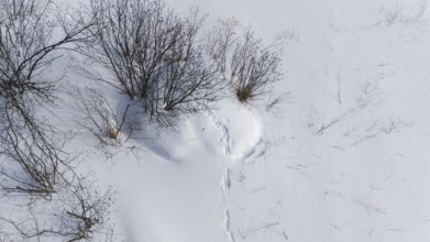 Beaver lodge covered with snow in winter. Wolf prints on the lodge. Region of La Mauricie. Province