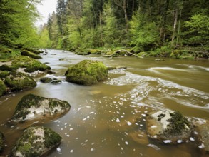 European beech trees shedding leaves, in the foreground moss-covered stones on the river Sihl,