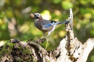 Eurasian jay /Garrulus glandarius) Germany