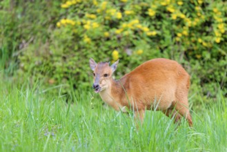 A male Red Forest Duiker (Cephalophus natalensis) stands in a green meadow, eating grass and herbs