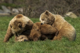 Three bears interacting playfully in the grass and looking relaxed, brown bear (Ursus (arctos),