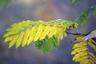 A branch with yellow autumn leaves in close-up in front of a blurred background, Krefeld