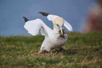Northern gannet (Morus bassanus) on the cliff with nesting material in the beak, wildlife,