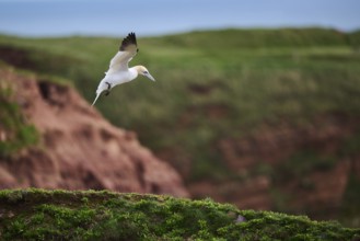 Northern gannet (Morus bassanus) flying over the cliffs, wildlife, Helgoland, Germany, Europe