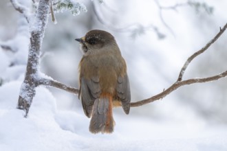 Eurasian jay (Perisoreus infaustus) in the snow, Kuusamo, Lapland, Finland, Europe
