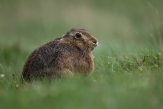 European brown hare (Lepus europaeus) adult animal resting in grassland soaking wet during a rain