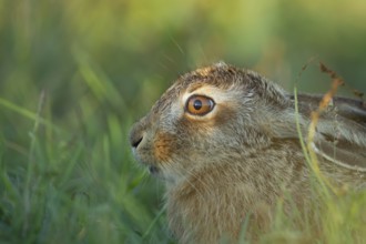 European brown hare (Lepus europaeus) juvenile leveret in grassland in summer, England, United