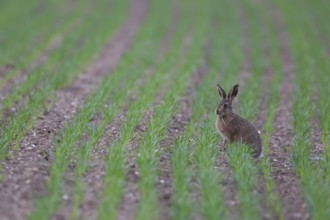 European brown hare (Lepus europaeus) juvenile leveret animal feeding in a farmland cereal field in