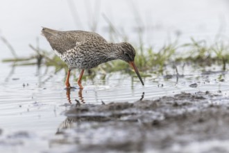Redshank (Tringa totanus), Lower Saxony, Germany, Europe