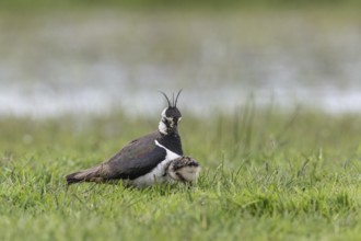 Lapwing (Vanellus vanellus) with young, Lower Saxony, Germany, Europe