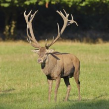 Red deer (Cervus elaphus) in rutting season, capital stag running across a forest clearing,