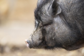 Vietnamese Pot-bellied pig standing on the ground, Bavaria, Germany, Europe