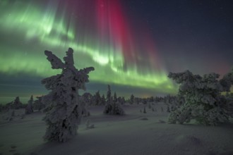 Northern lights over winter landscape, snow-covered trees, Riisitunturi National Park, Posio,