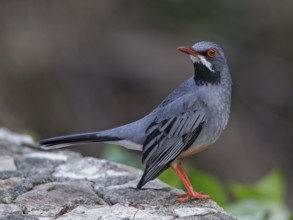 Red-legged Thrush (Turdus plumbeus), Cuba, Central America