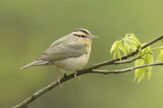 Worm-eating Warbler (Helmitheros vermivorum), Ohio, USA, North America