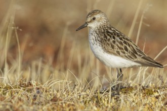 Semipalmated Sandpiper (Calidris pusilla) on the tundra in Northern Alaska