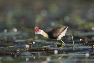 Comb-crested Jacana (Irediparra gallinacea), Queensland, Australia, Oceania