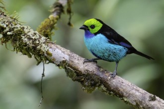 Paradise Tanager (Tangara chilensis) perched on a branch in the Amazon in Peru