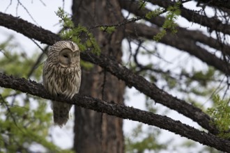 Ural Owl (Strix uralensis yenisseensis) perched in tree, Lake Khuvsgul, Mongolia, Asia