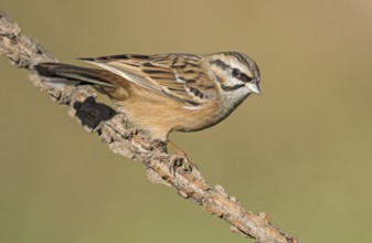 Rock Bunting (Emberiza cia) juvenile perched on a branch, Aosta Valley, Italy, Europe