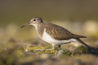 Common Sandpiper (Actitis hypoleucos), North Rhine-Westphalia, Germany, Europe