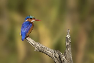 Malachietijsvogel zittend op tak, Malachite Kingfisher sitting on branch