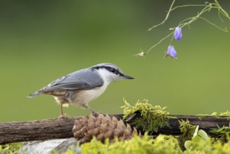 Eurasian Nuthatch (Sitta europaea), Smaland, Sweden, Europe