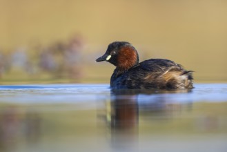 Little Grebe (Tachybaptus ruficollis), North Rhine-Westphalia, Germany, Europe