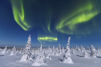 Northern lights, Aurora borealis over snow covered spruce trees on the taiga in winter at night,
