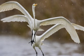 Great White Egret (Egretta alba) Germany