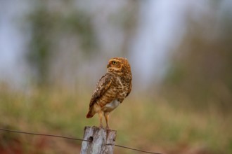 Burrowing owl (Speotyto cunicularia) Pantanal Brazil