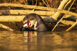 Giant otter (Pteronura brasiliensis) Pantanal Brazil