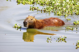 Capybara (Hydrochaeris hydrochaeris) Pantanal Brazil