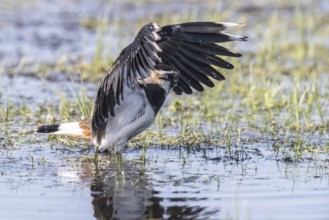 Lapwing (Vanellus vanellus), fledging, Lower Saxony, Germany, Europe