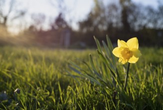 Blooming daffodils, wild daffodils (Narcissus), meadow, Stuttgart, Baden-Württemberg, Germany,