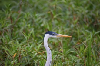 Cocoi Heron (Ardea cocoi) Pantanal Brazil