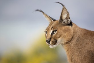 Caracal (Caracal caracal) adult portrait, Castile-La Mancha, Spain, Europe