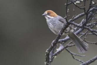 Rufous-eared Brushfinch (Atlapetes rufigenis), Central Highlands, Peru, South America
