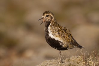 European Golden Plover (Pluvialis apricaria), Iceland, Europe
